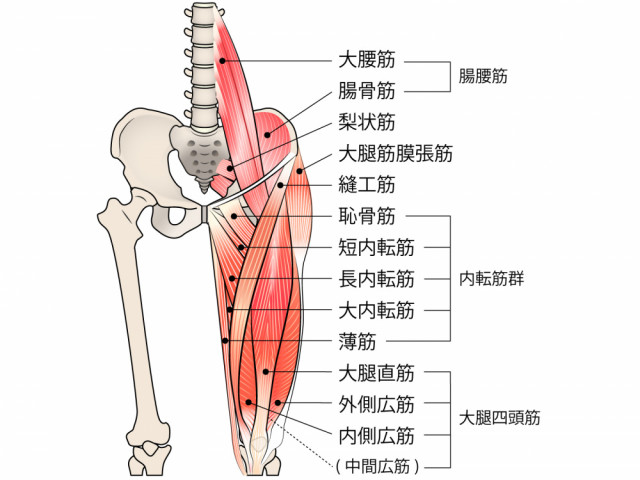 骨盤から大腿にかけての筋肉解説