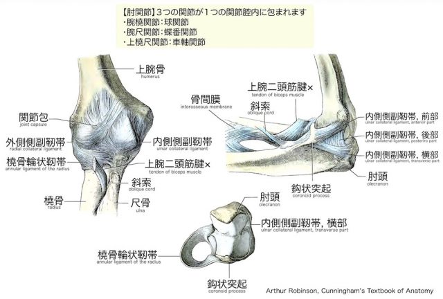 肘関節の解剖図